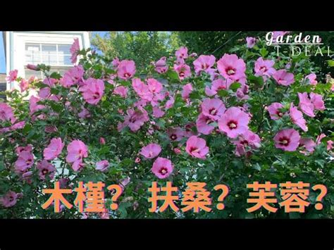 芙蓉種植風水